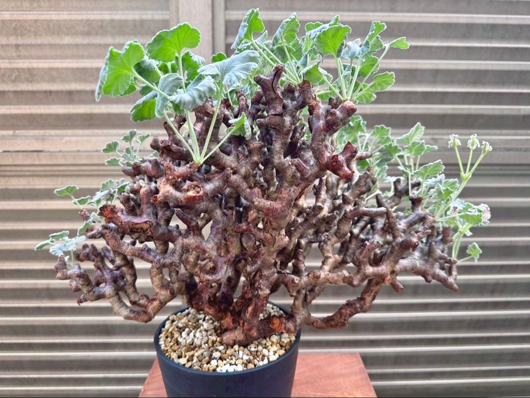 Junichi Fujiwara様専用 ペラルゴニウム ミラビレ 幅40㎝ 大株 - メルカリ