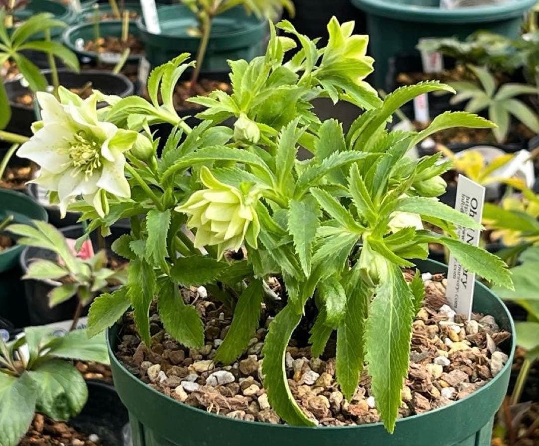 も*子様 ☘️蕾付き☘️NEW☘️レア☘️3395⭐️マイクロヒデコート⭐️小輪