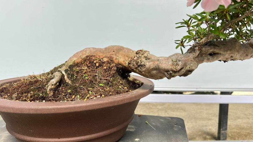 さつき　霜の月