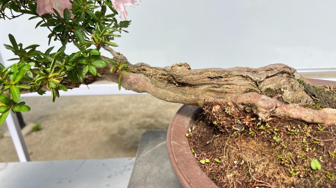 さつき　霜の月