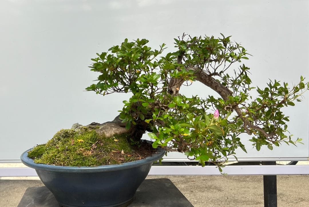 さつき　霜の月