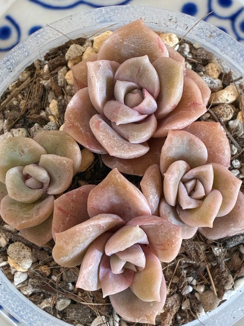 ラブリーローズ錦＊赤斑a抜き苗 - メルカリ