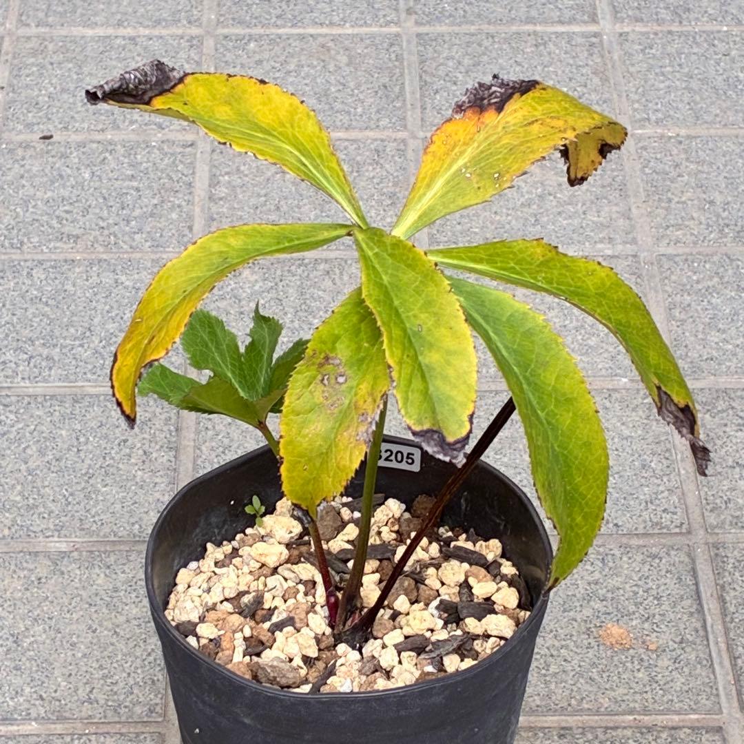 の*ん様 ☘️ラスト2☘️逞しい☘️根充実❤️沢山新芽3205【multifid