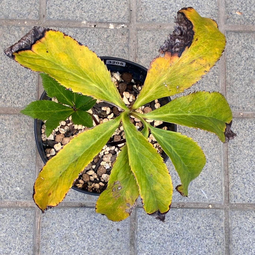 の*ん様 ☘️ラスト2☘️逞しい☘️根充実❤️沢山新芽3205【multifid