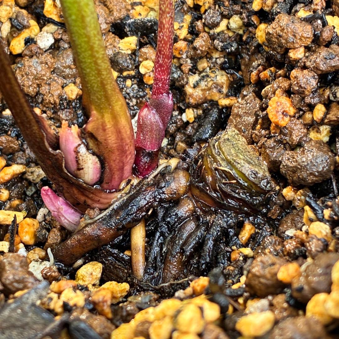 の*ん様 ☘️ラスト2☘️逞しい☘️根充実❤️沢山新芽3205【multifid