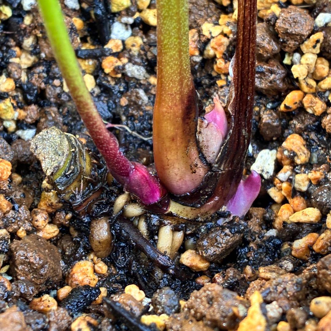 の*ん様 ☘️ラスト2☘️逞しい☘️根充実❤️沢山新芽3205【multifid