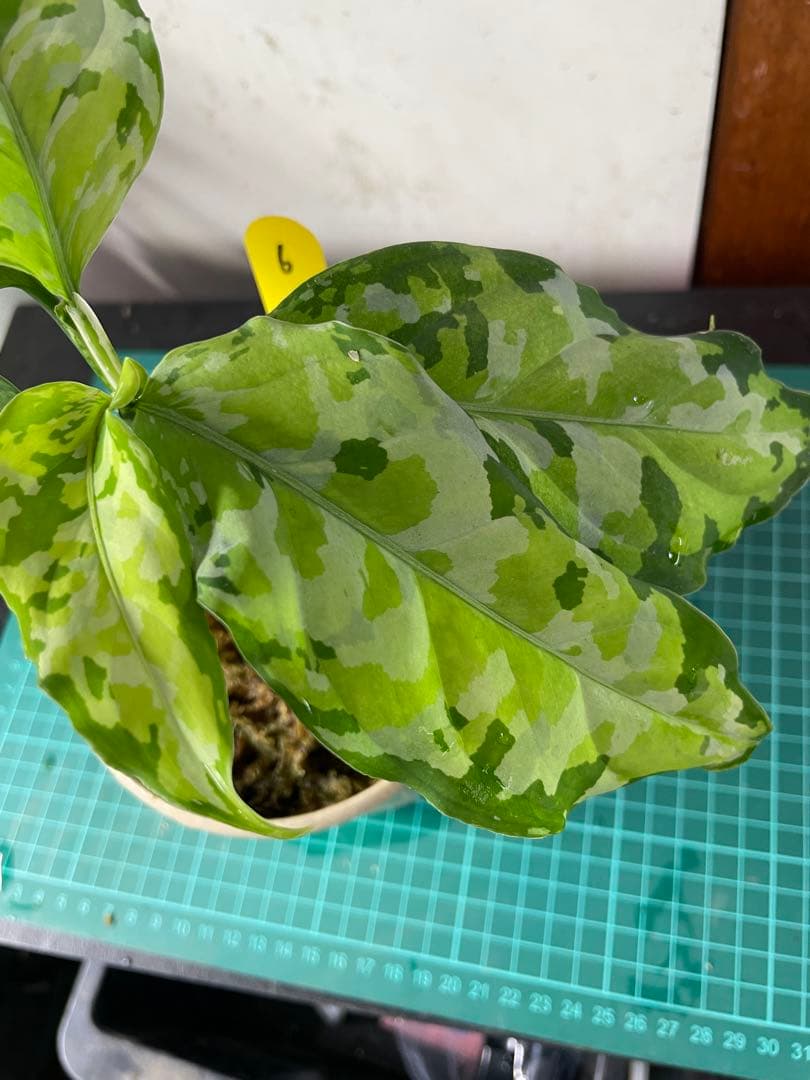 ☆ アグラオネマ アンダマン諸島 ポートブレア 北部地域　出射便 　黄6 ☆