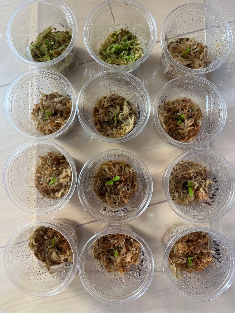 ビカクシダ イエロームーンドワーフ トトロ 胞子培養 ランダム1株