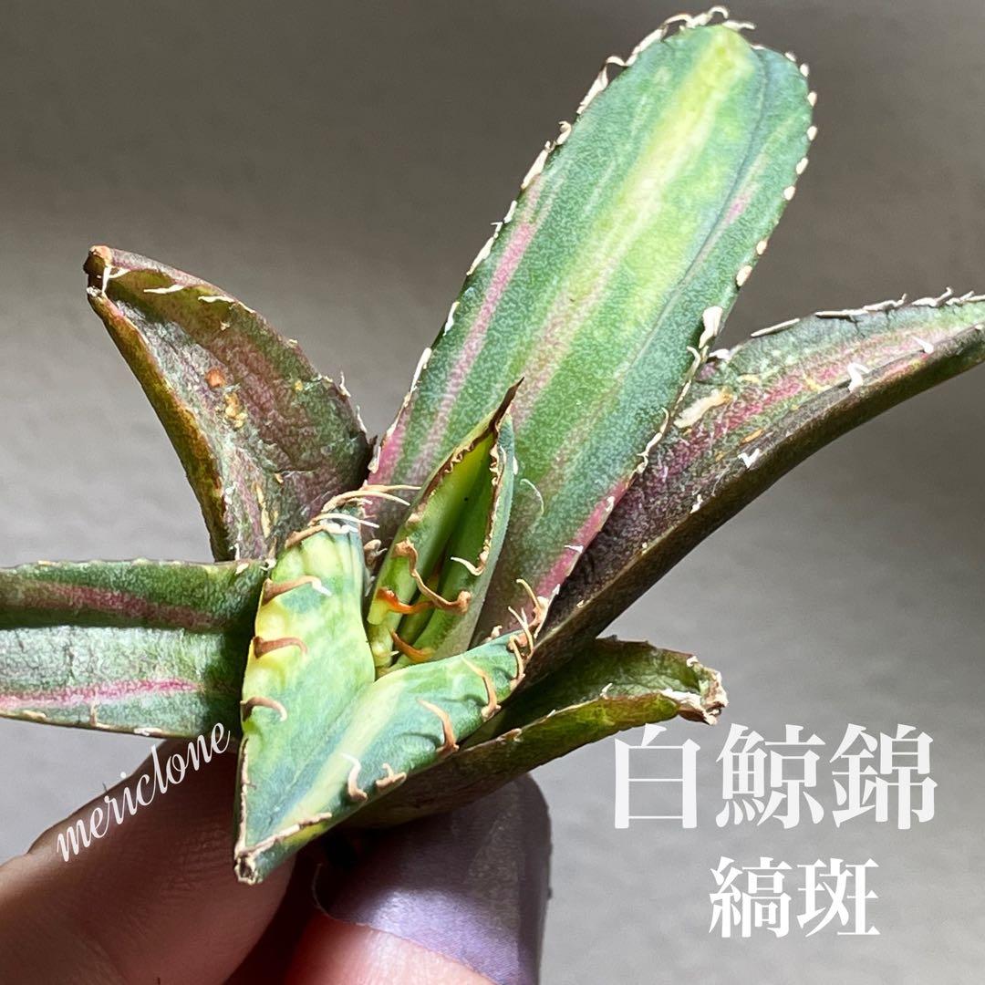 特選【匿名配送】①アガベ チタノタ 白鯨錦 縞斑 TC サイズ大 美株