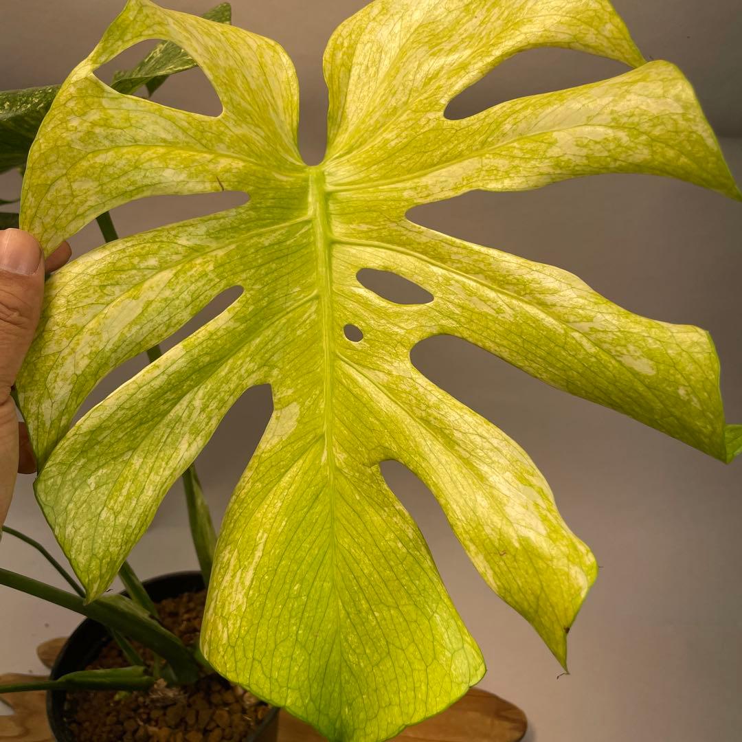 ち*か様 L030 大株　ホワイトモンスター 天津蘭 モンステラ斑入り　デリシオ ち*か様 L030 大株 ホワイトモンスター 天津蘭 モンステラ斑入り