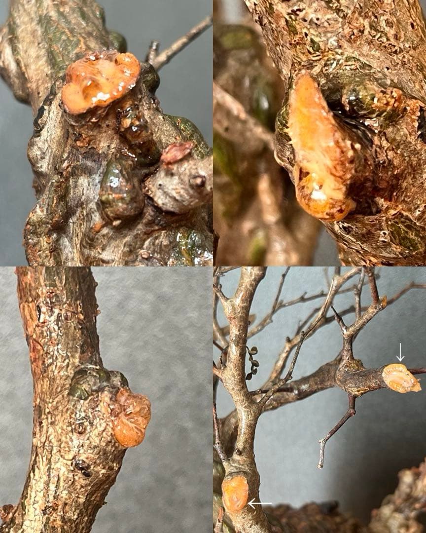 オペルクリカリア・パキプス ぼこぼこ丸株 ベアルート | 激安通販の