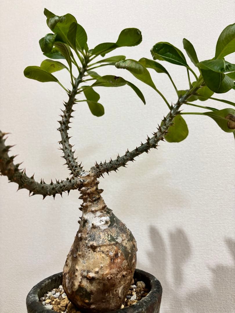 パキポディウム　ウィンゾリー　現地球 ウィンゾリー #pachypodiumbaroniivarwindsorii #pachypodiumwindsorii