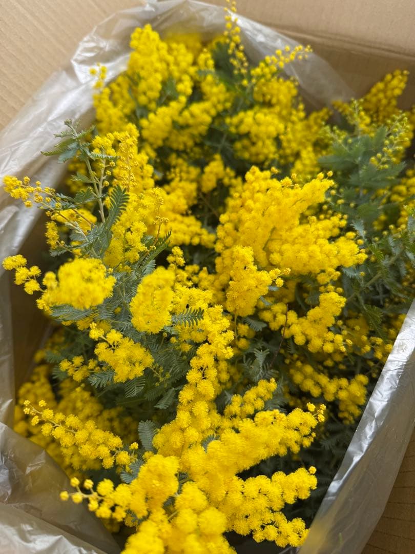 フレッシュミモザ♡80サイズ - メルカリ