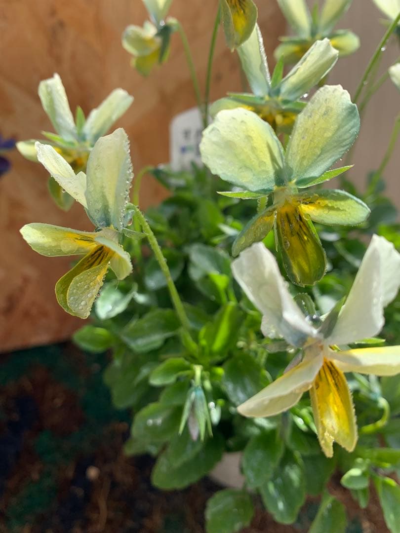 M*I様 パルプンテ 1苗 すみれ図鑑 1苗 shuta´s selection