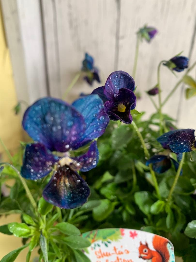 M*I様 パルプンテ 1苗 すみれ図鑑 1苗 shuta's selection - メルカリ