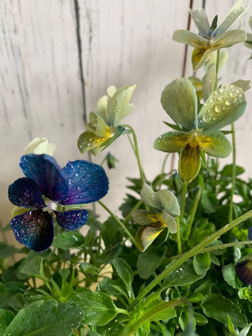 M*I様 パルプンテ 1苗 すみれ図鑑 1苗 shuta´s selection