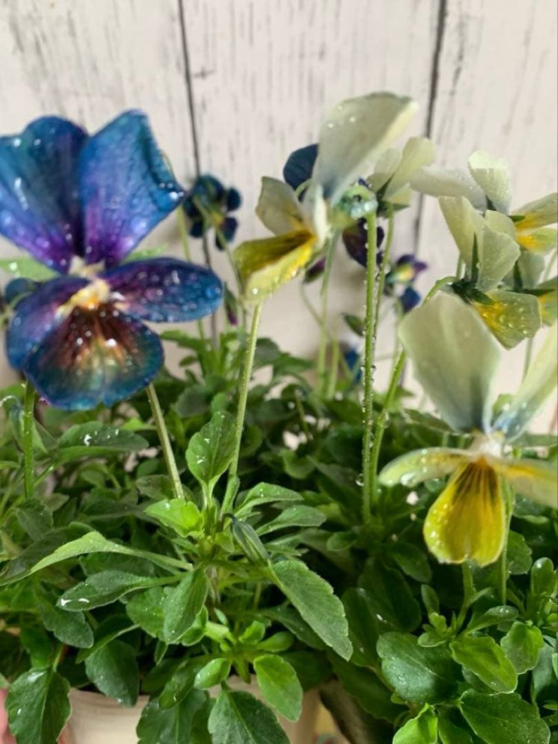 M*I様 パルプンテ 1苗 すみれ図鑑 1苗 shuta's selection - メルカリ