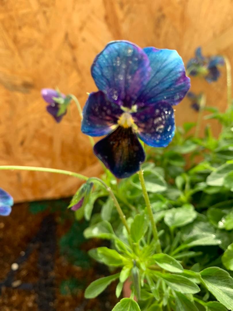 M*I様 パルプンテ 1苗 すみれ図鑑 1苗 shuta's selection - メルカリ