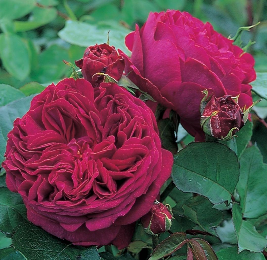 バラ　FS NEW】バラ大苗 シムサラビン！ 4.5号ロングポット 京成バラ園芸｜花木