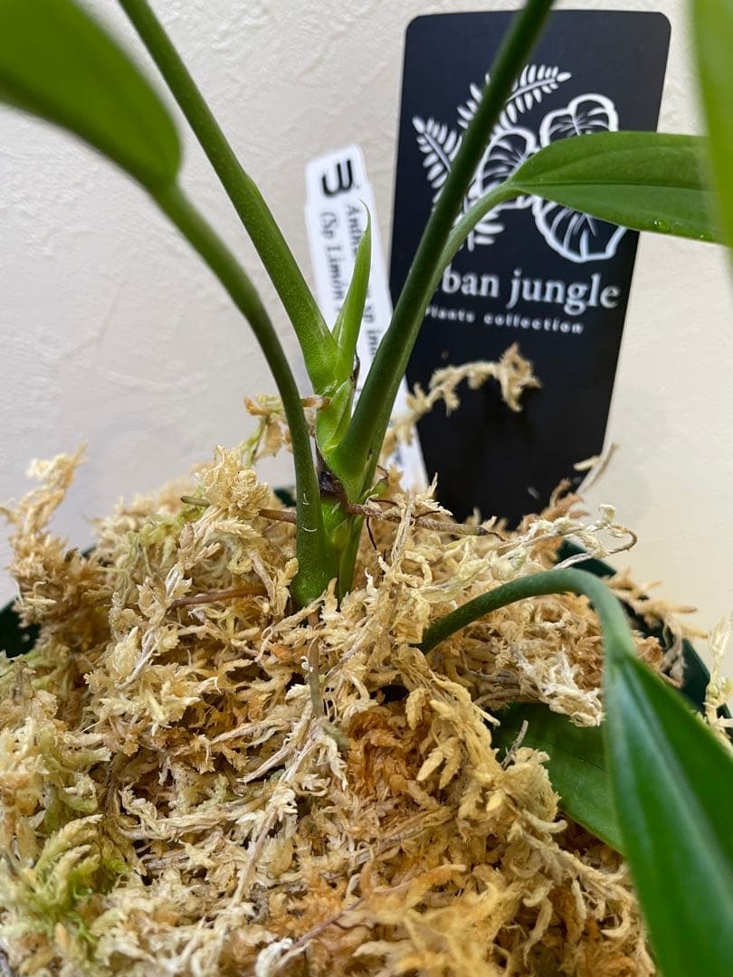 アンスリウム Anthurium sp indantza narrow タグ付 - メルカリ