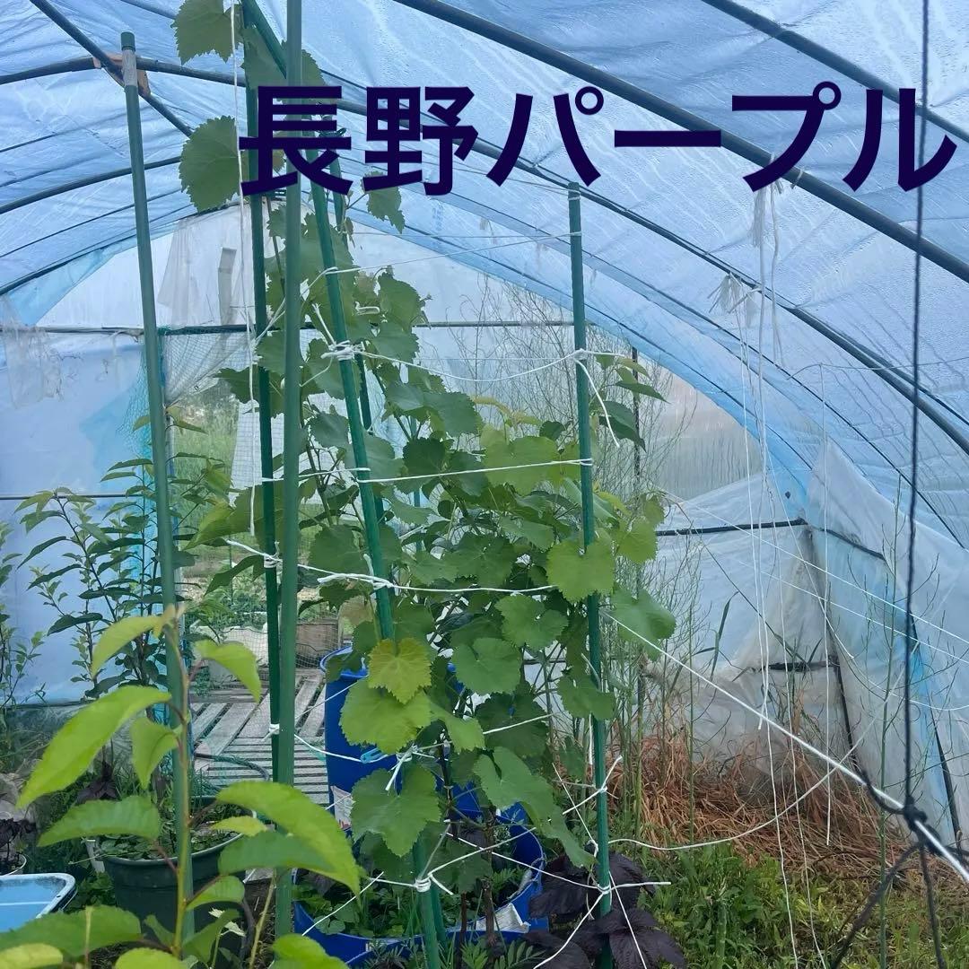 長野パープル苗木 直立4本出し BKシードレス苗木セット - メルカリ