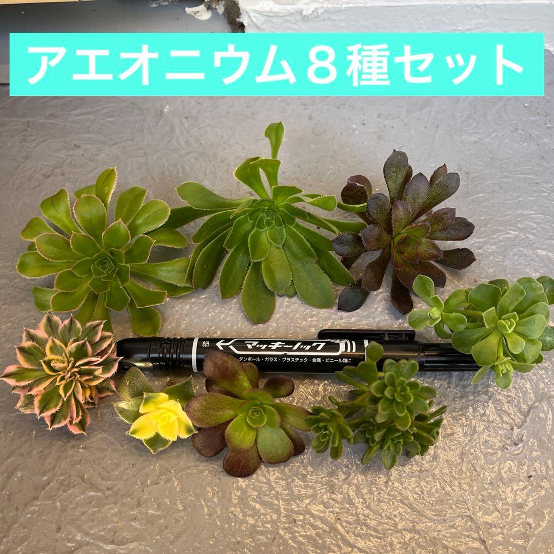 ⑤アエオニウム8種セット 寄せ植え用カット多肉 - メルカリ