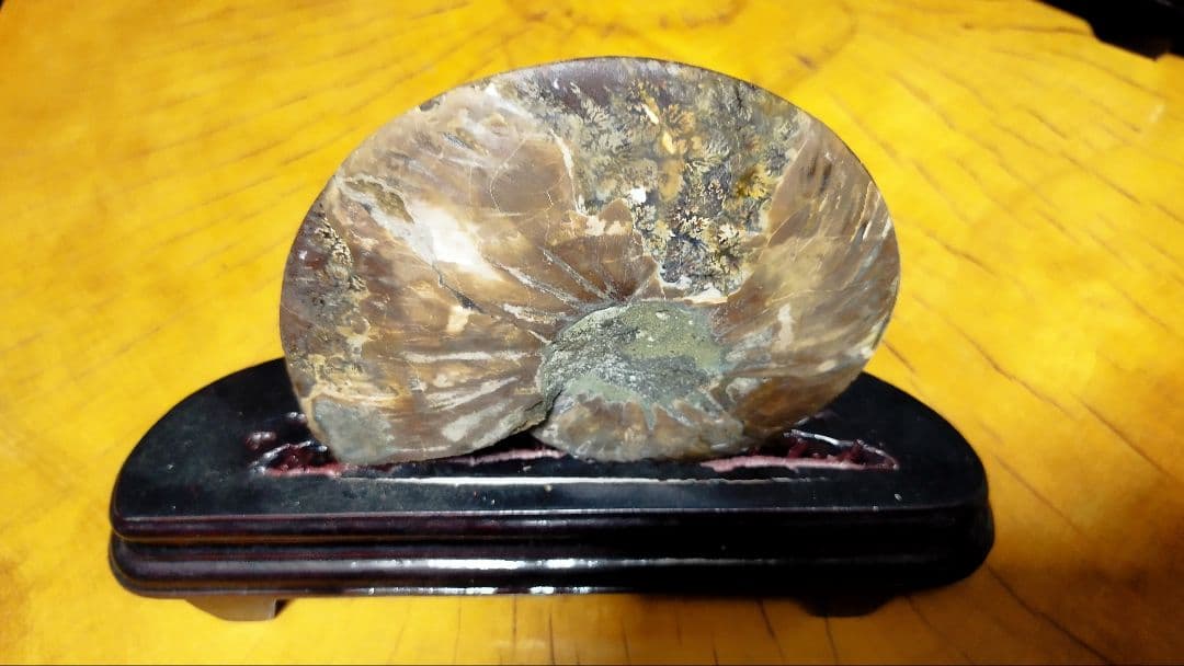 アンモナイト化石置物 ハーフカット台座付 Amazon.co.jp: 537.5g!! アンモナイト(アンモライト) 化石 台座付き