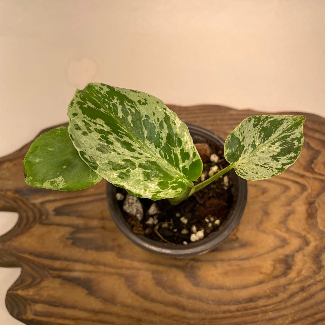 a 20品種保証！斑入り保証！Bulbasaurモンステラ バルバソーフシギダネ