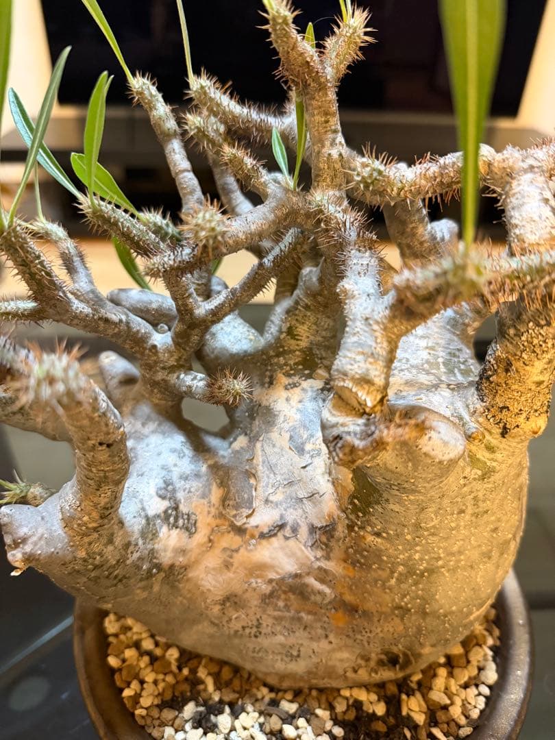 パキポディウムグラキリス 現地球 塊根植物 陶器鉢付き - メルカリ