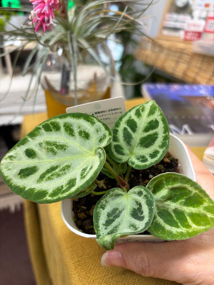 アンスリウム ドラヤキ 観葉植物 3号 レア 希少種 ハートの形 美株
