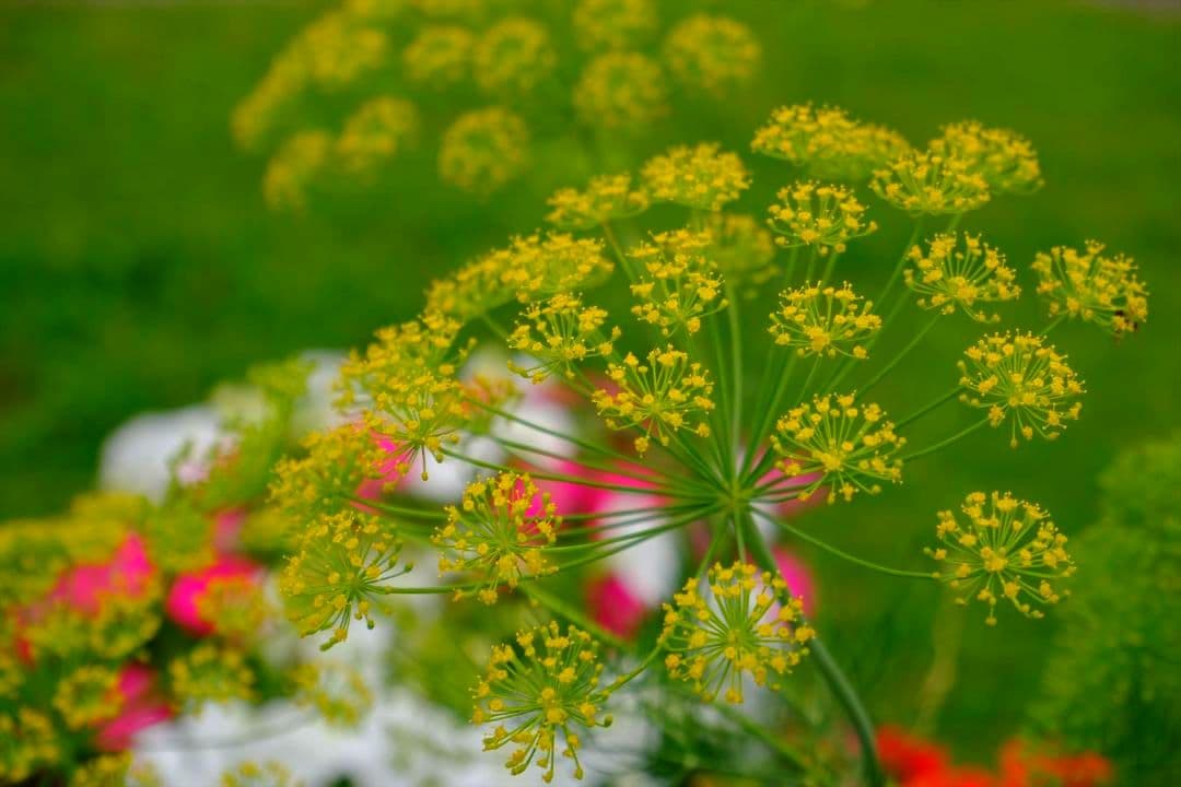 レンズ(ズーム) Fujifilm XC15-45mmF3.5-5.6 OIS PZ