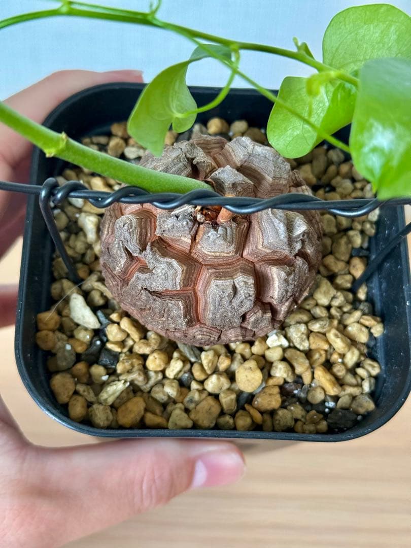 【もうええ拳さま専用】ディオスコレア　エレファンティペス