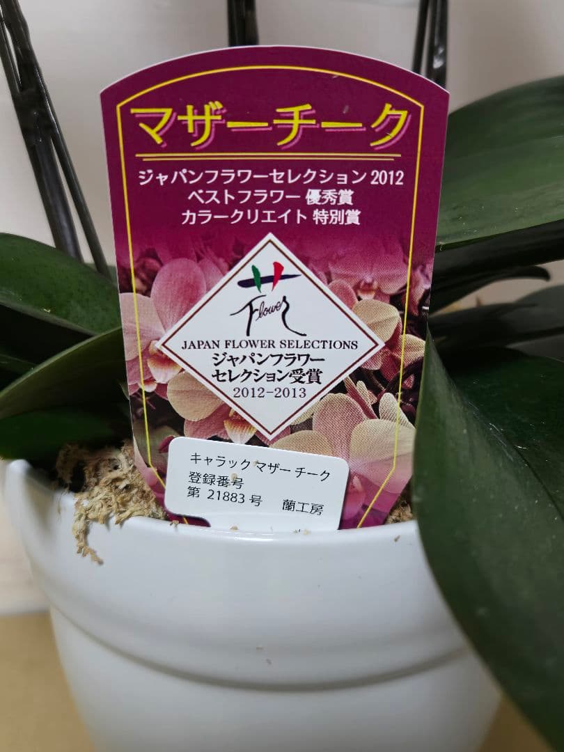☆胡蝶蘭☆ファレノプシス☆マザーチーク☆蘭工房☆陶器6号☆