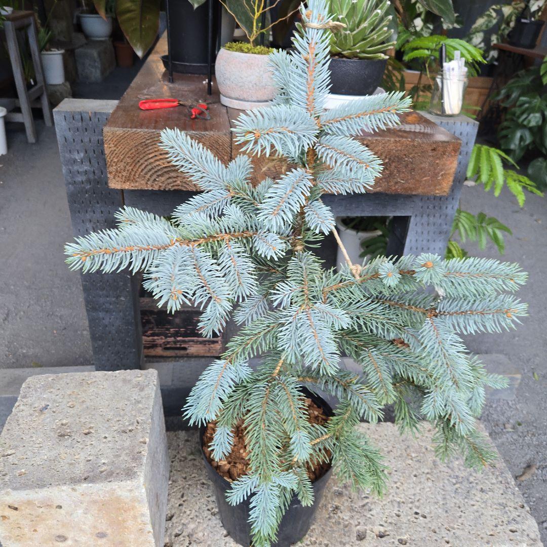 R⑱　ブンゲンス　トウヒ　ホプシー８号　最高等級極上品‼️