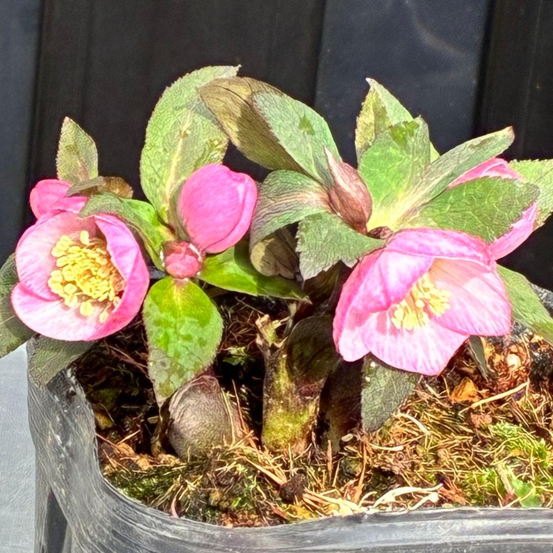 ヒ*イ様 ☘️限定1株☘️未株分け☘️花付き☘️タグ付き3364⭐️プチドール⭐