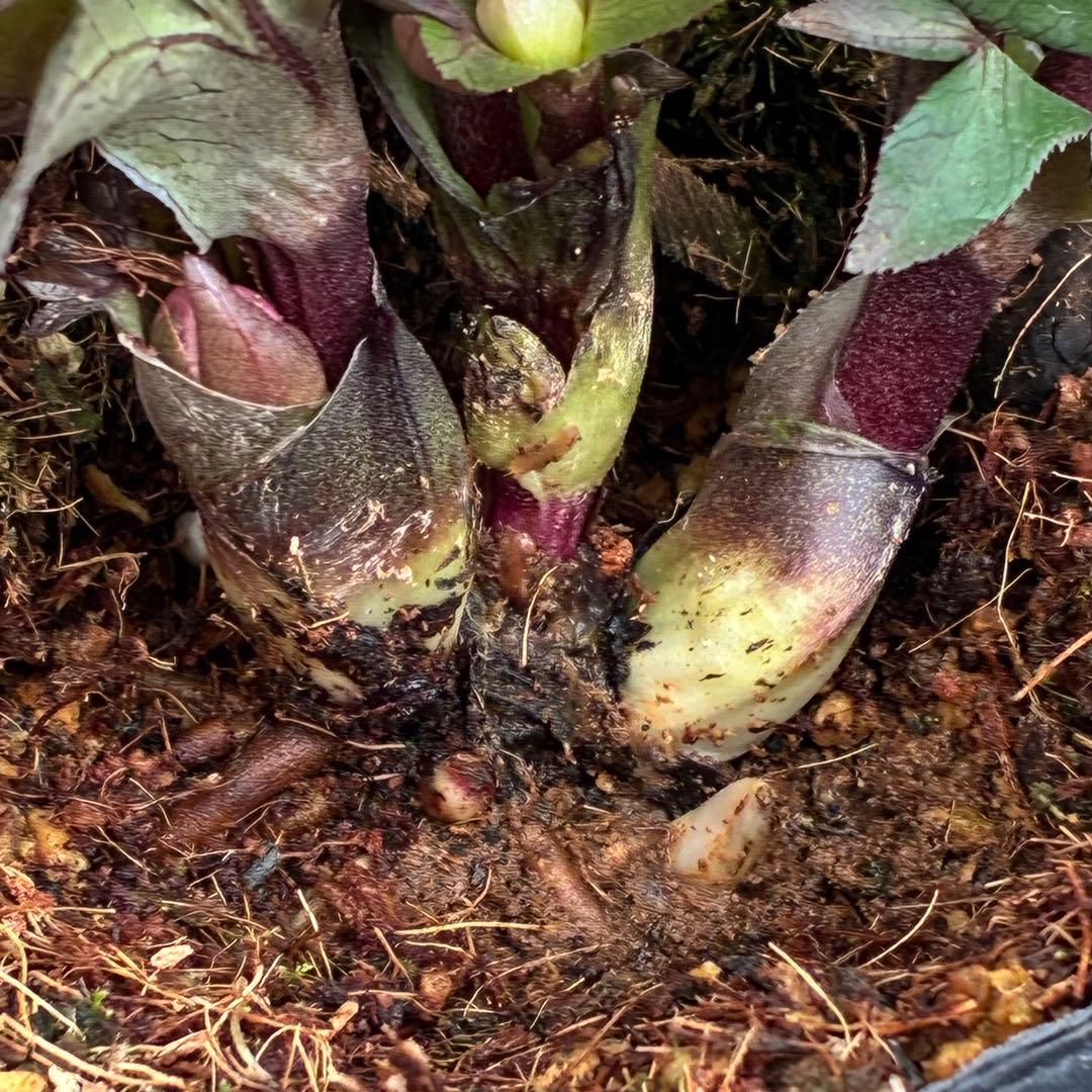 ヒ*イ様 ☘️限定1株☘️未株分け☘️花付き☘️タグ付き3364⭐️プチドール⭐