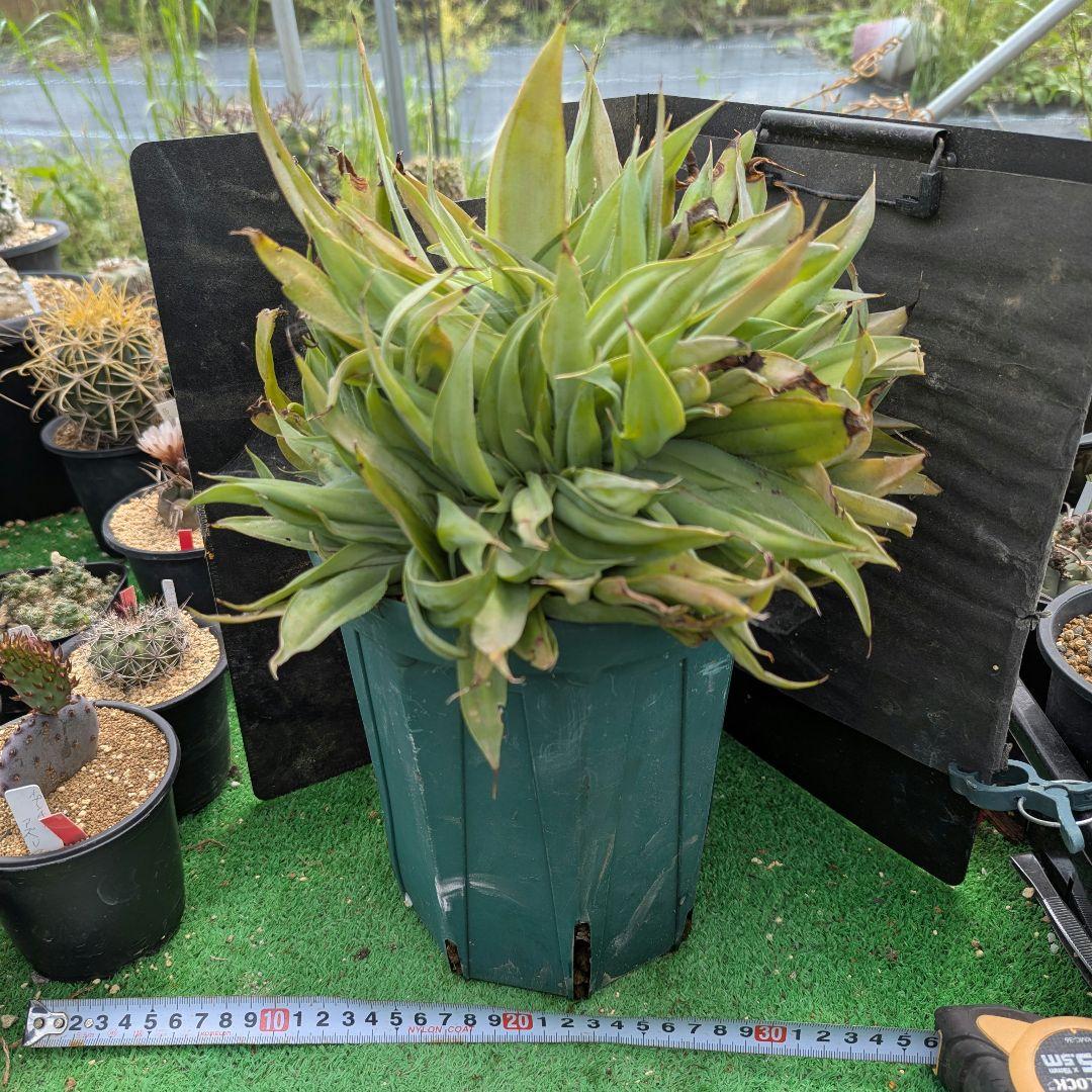 超絶希少！◇親株◇多肉植物シリーズ・アガベ属・ビルモニニアナ綴化in