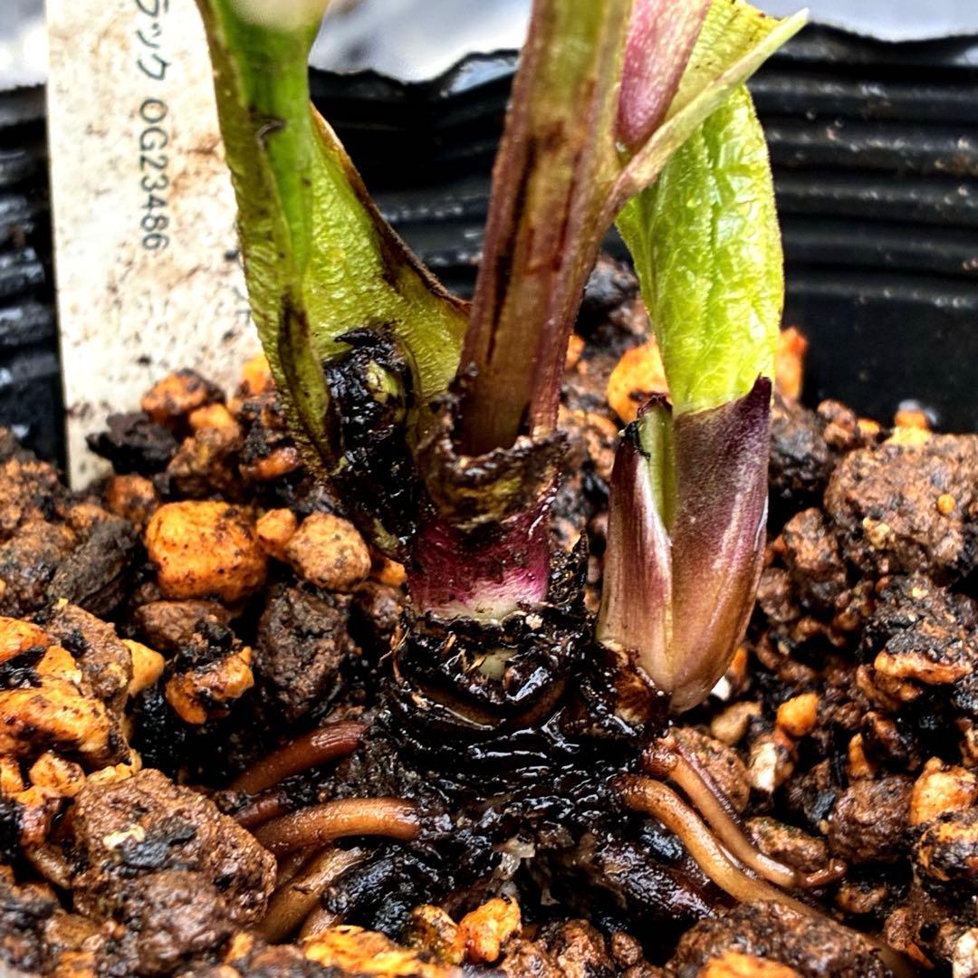 m*i様 3429☘️花付き☘️SD⭐️ボリューム艶ピコSD⭐️バイカラー⭐️コ