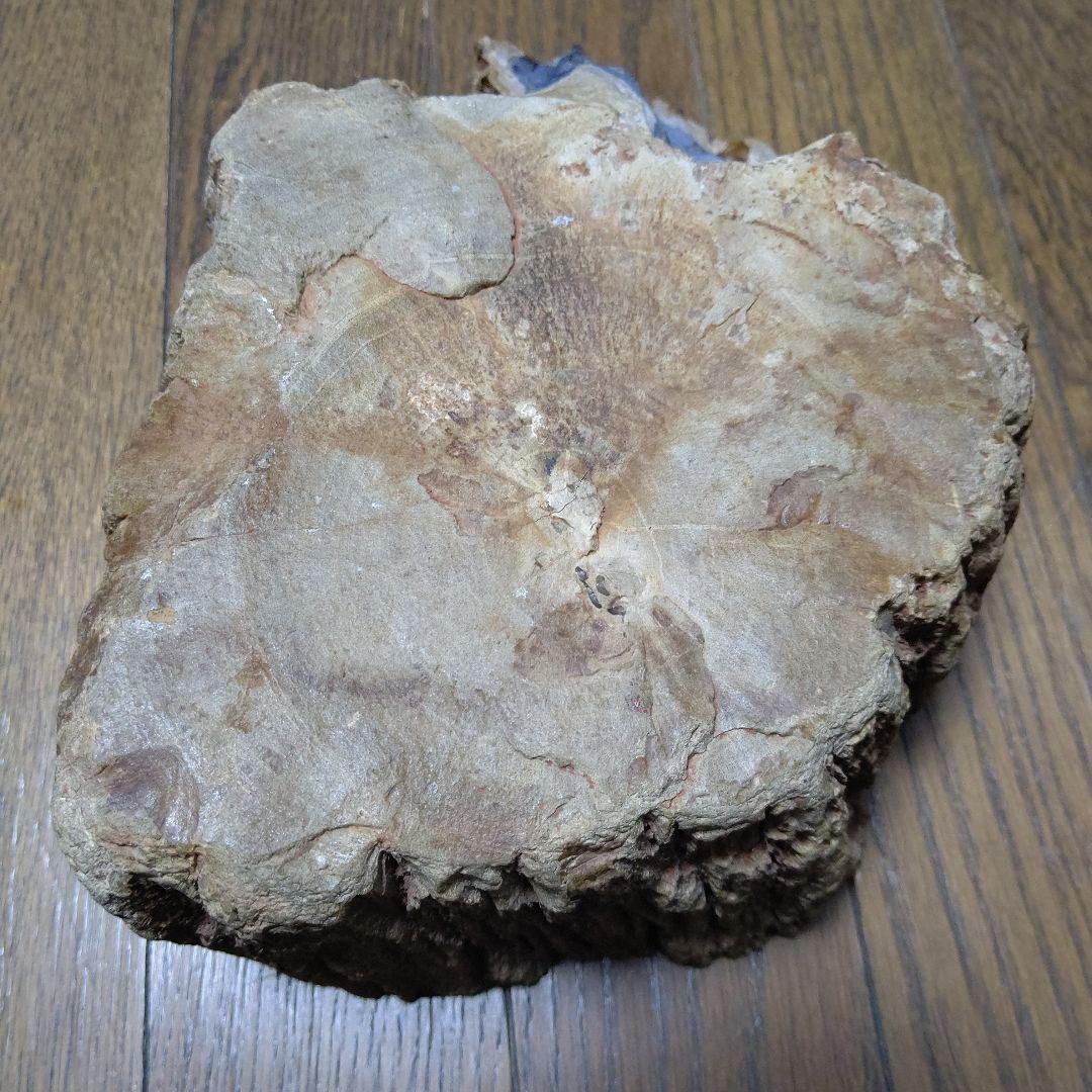 値下げ珪化木の置物 検木の化石 オブジェクトインテリアペトリファイド