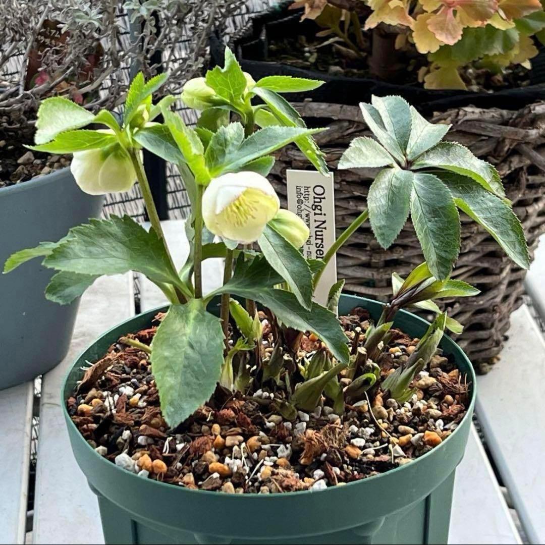 プ*ン様 3405☘️蕾付き☘️⭐️超小輪⭐️コロコロ手毬咲き⭐️ピコティー⭐️