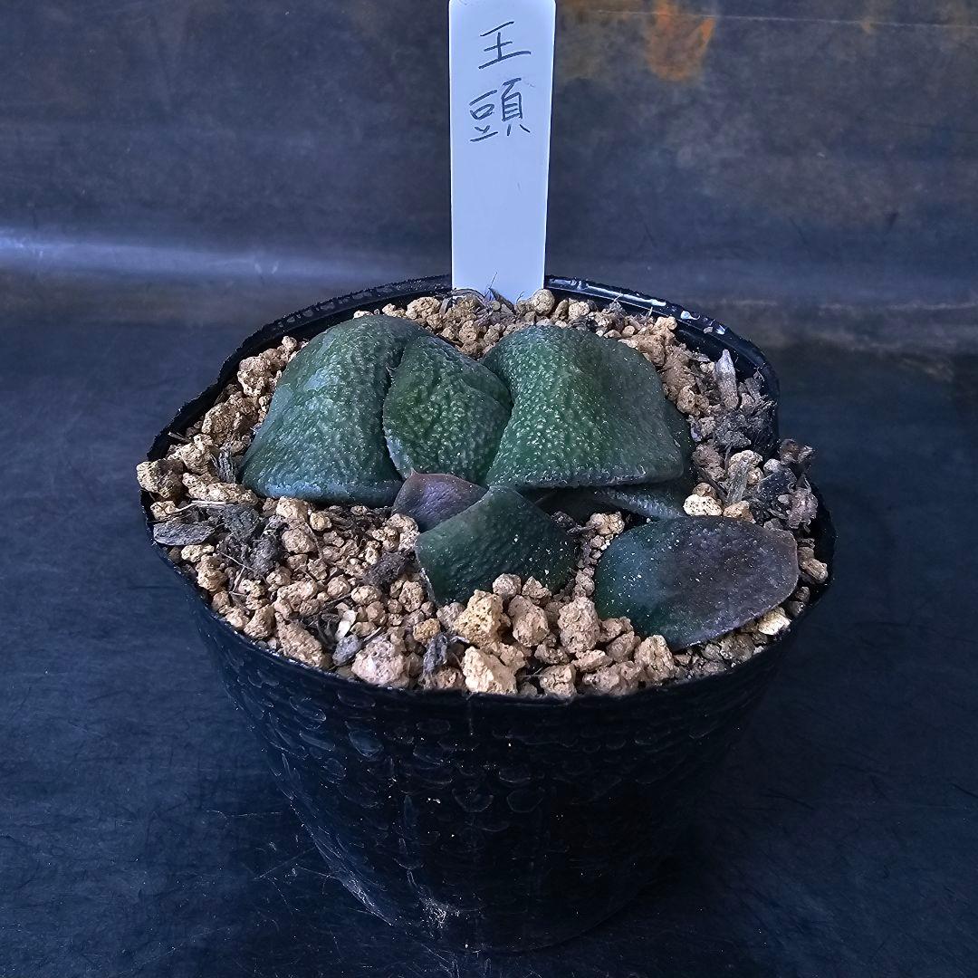 メルカリ便発送&ロウルサンコさんラベル付き☆多肉植物 ガステリア