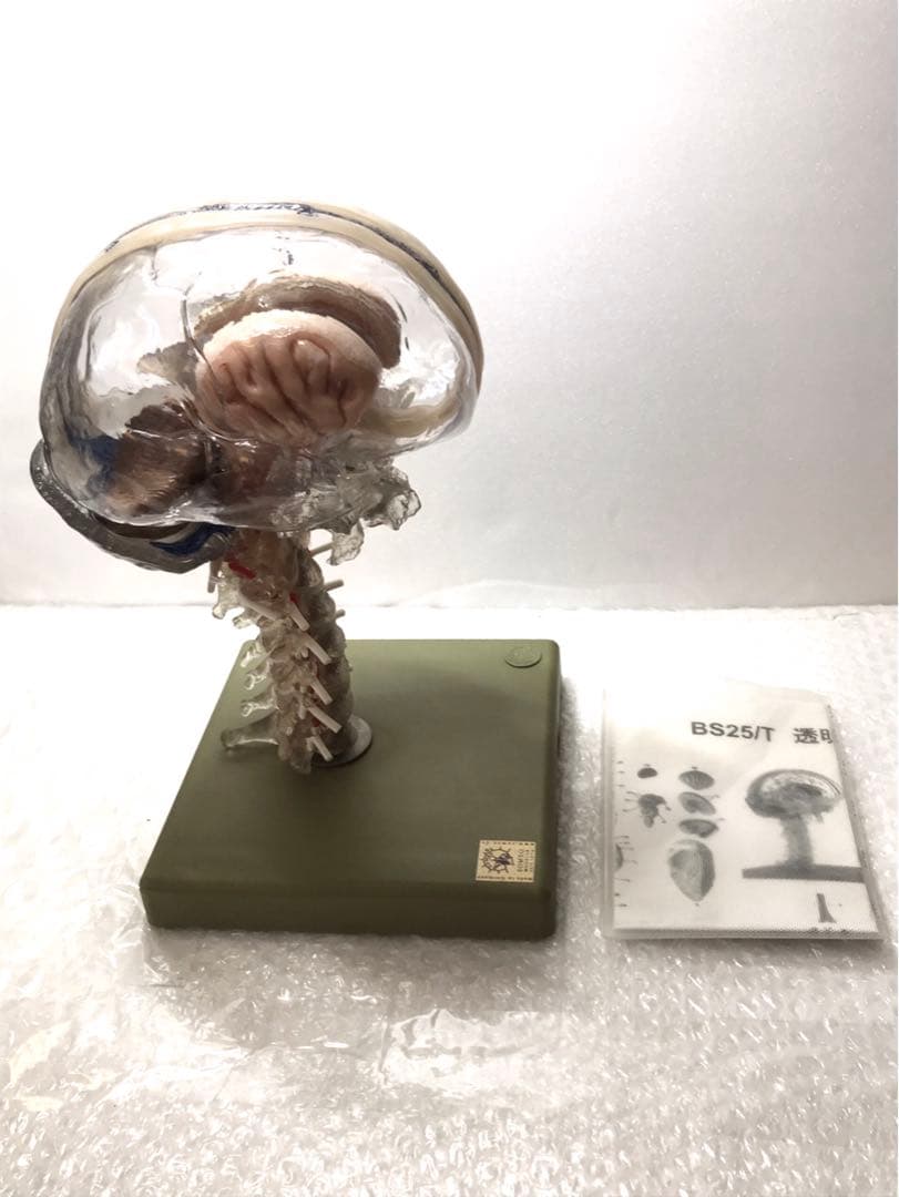 ブランド 品 通販ホビー・楽器・アート - 独SOMSO社 BS25/T透明な15