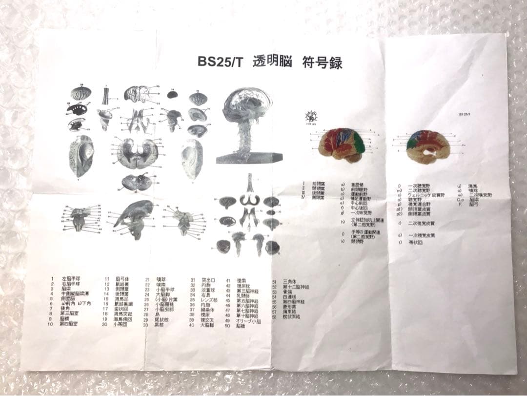 ブランド 品 通販ホビー・楽器・アート - 独SOMSO社 BS25/T透明な15