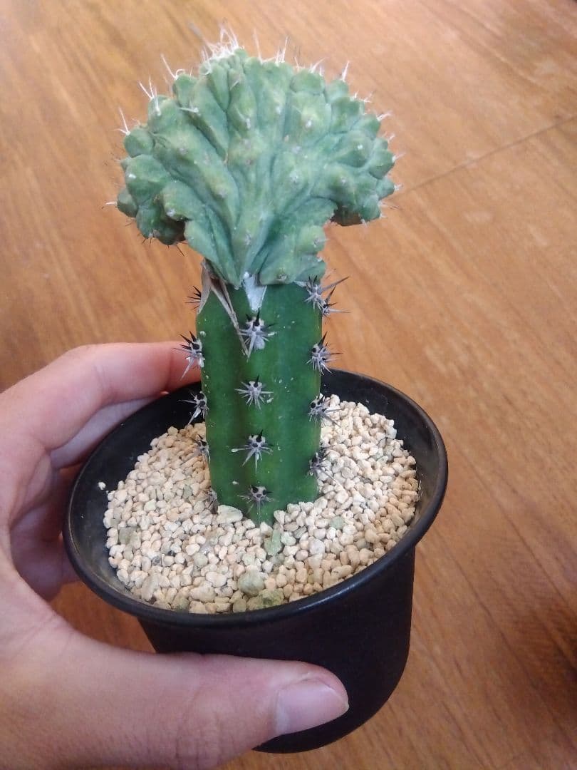 サボテン 菊水 綴化 接木 3号鉢つき 4点セット❗特価❗