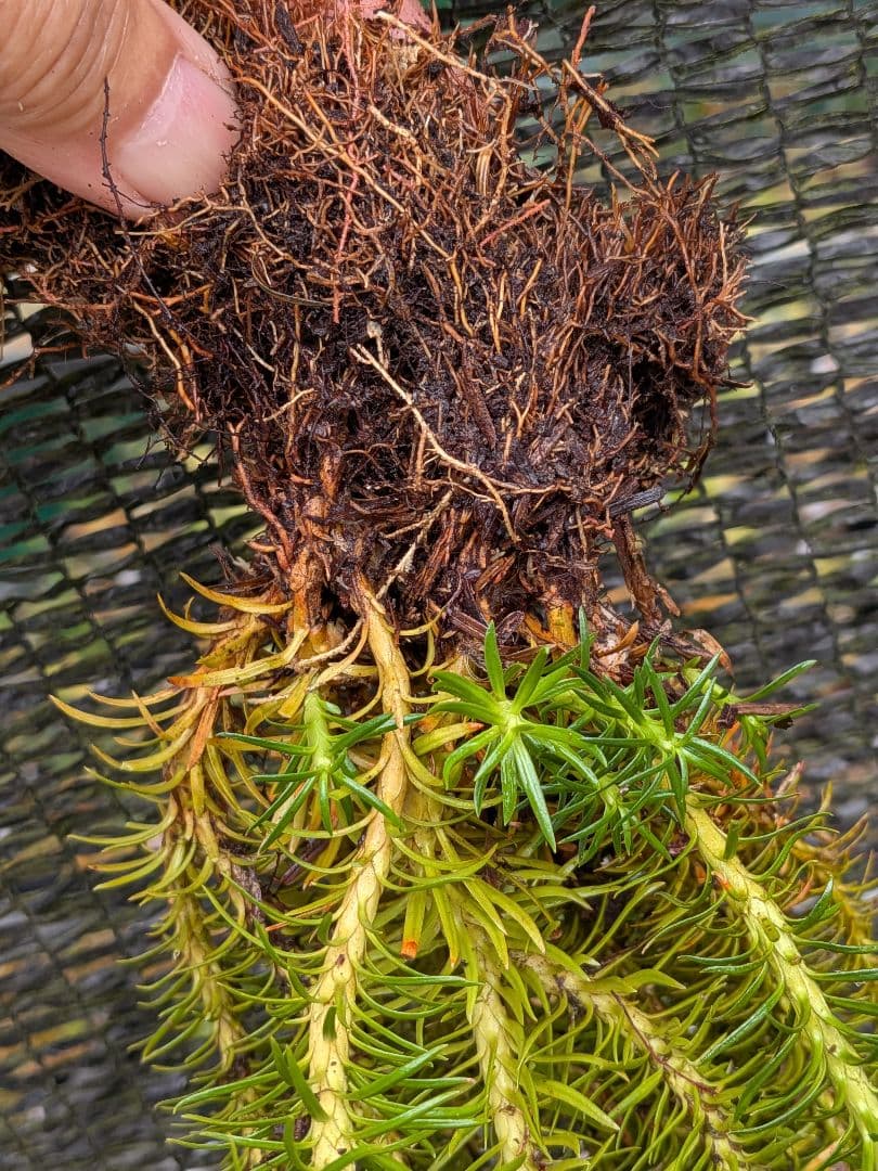 や*ょ様 山野草、シダ植物、着生植物 [スギラン] 大株1塊