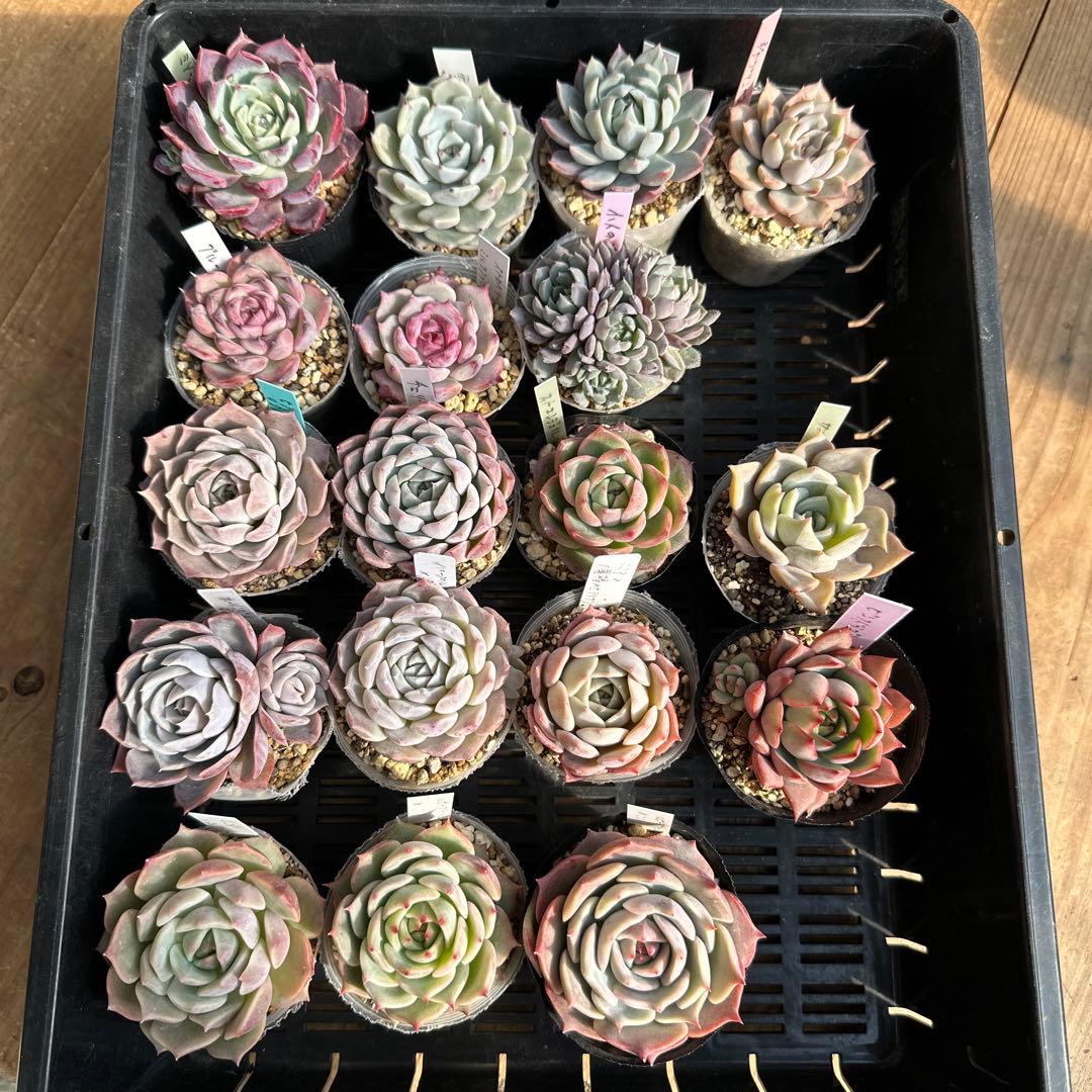 アサ様ご確認用 エケベリア可愛い子ちゃん♡ - メルカリ