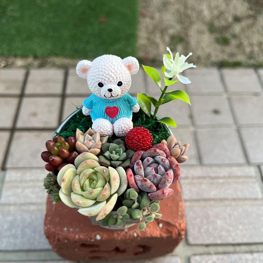 ♡そのまま飾れる♡くまちゃんの可愛い多肉植物寄せ植え