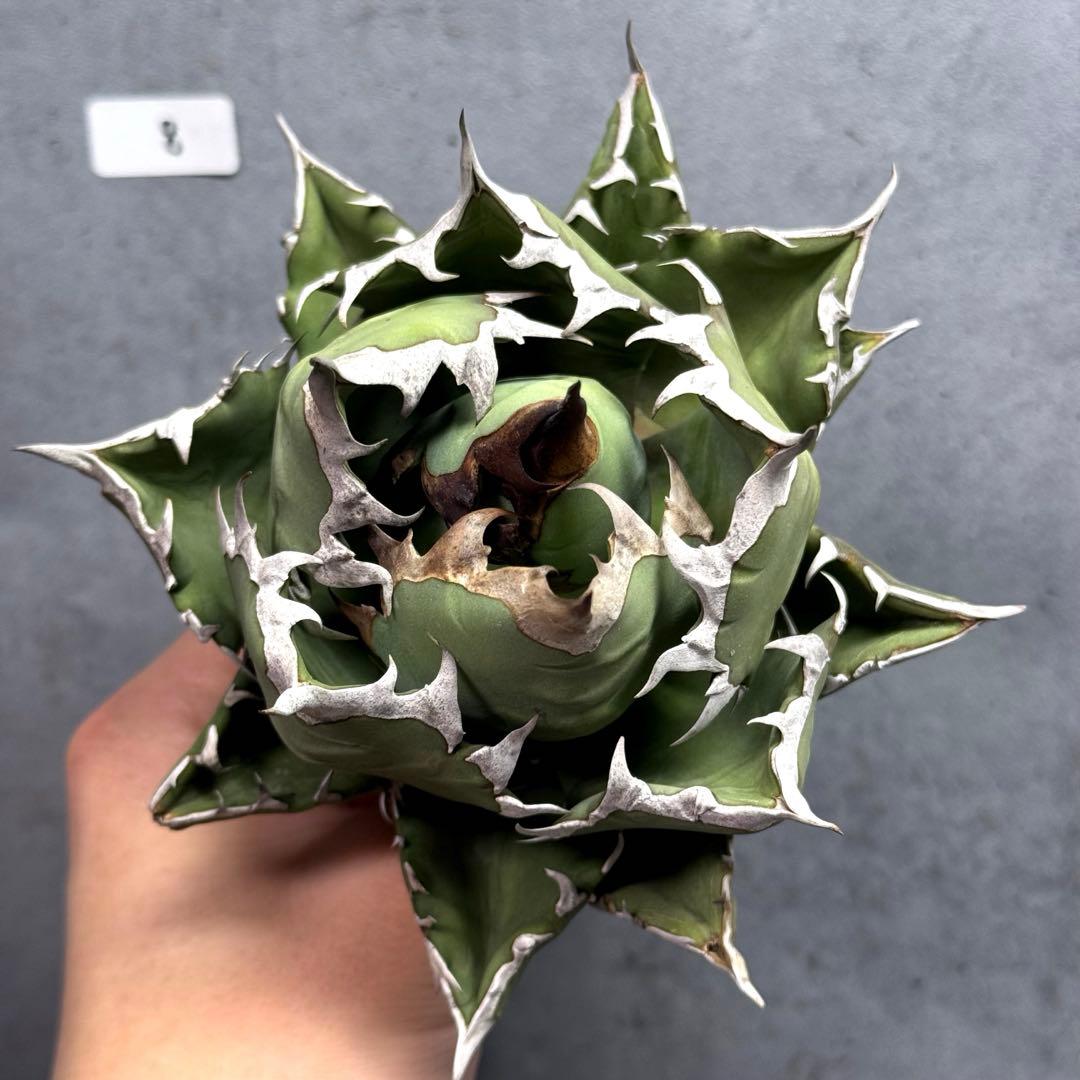 AL1107】ユッカ ロストラータ 超美形 極太