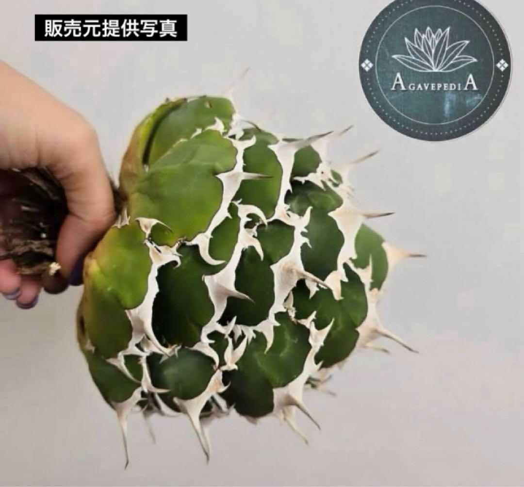 レ*ド様 【初売りオークション】124 匿名配送 REZA産　アガベ　ノヴァ/ル