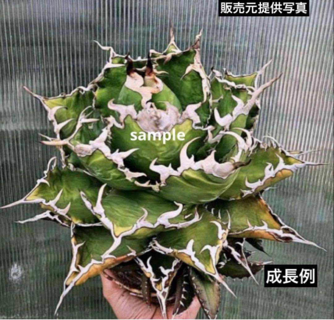 レ*ド様 【初売りオークション】124 匿名配送 REZA産　アガベ　ノヴァ/ル